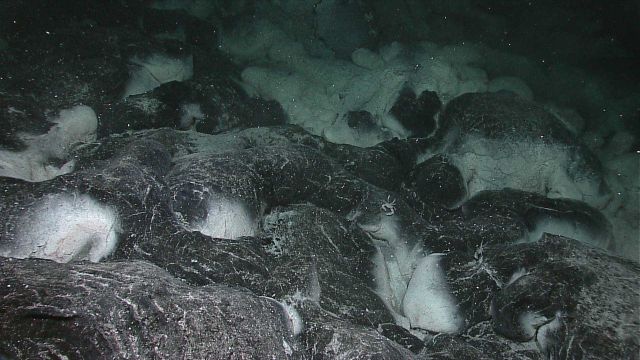 Diffuse venting areas, such as this one found on an early dive, host unique microbial communities fueled by nutrients contained in the escaping hydrot Picture