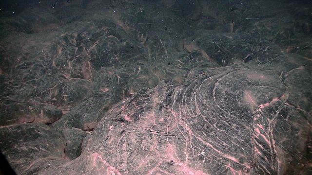 A recent pillow lava flow with biological material resting between the pillows, indicating where low-temperature hydrothermal fluid has been leaking o Picture