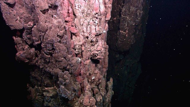 A field of extinct sulfide chimneys, several meters high, rise above the surrounding seafloor Picture