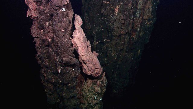 A field of extinct sulfide chimneys, several meters high, rise above the surrounding seafloor Picture
