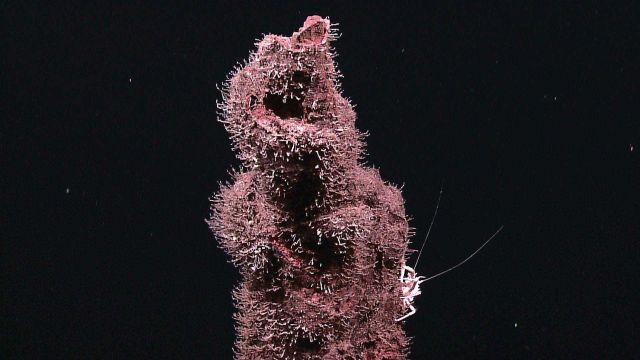Inactive sulfide chimneys along the pinnacle of one tall extinct sulfide spire Picture