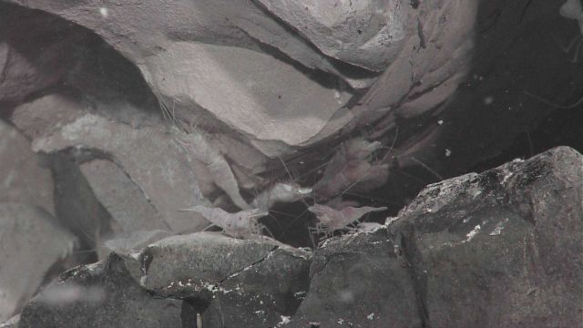 Vent shrimp on gray rock surface Picture