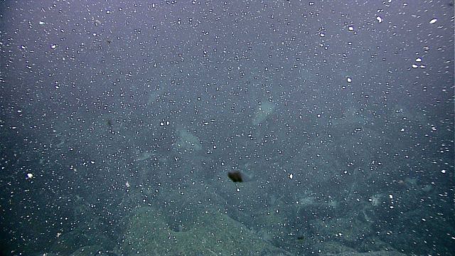 In a hydrothermal venting fog cloud with much particulate matter raining down. Picture