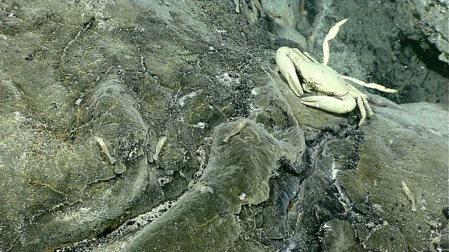 A Brachyuran crab rests on rock near a site of diffused venting Picture
