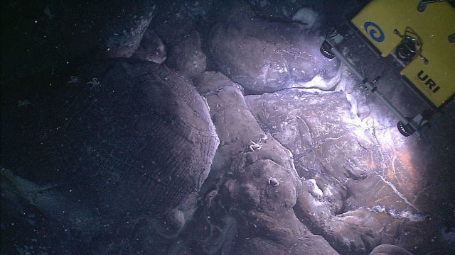 Brachyuran crabs are seen on a rock surface near a site of diffused venting Picture