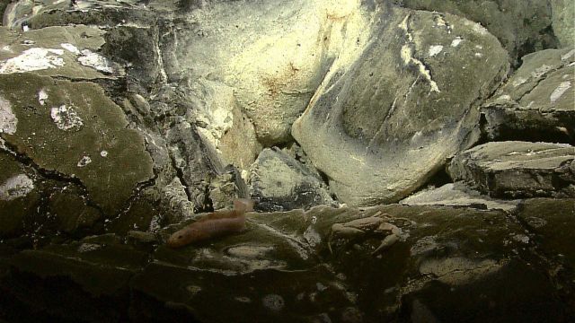 A pinkish fish and a blind Brachyuran crab seen near a site of diffused venting. Picture