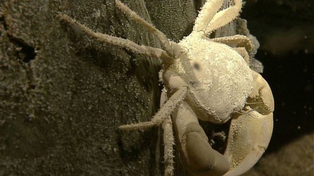 A Brachyuran crab rests on rock near a site of diffused venting Picture