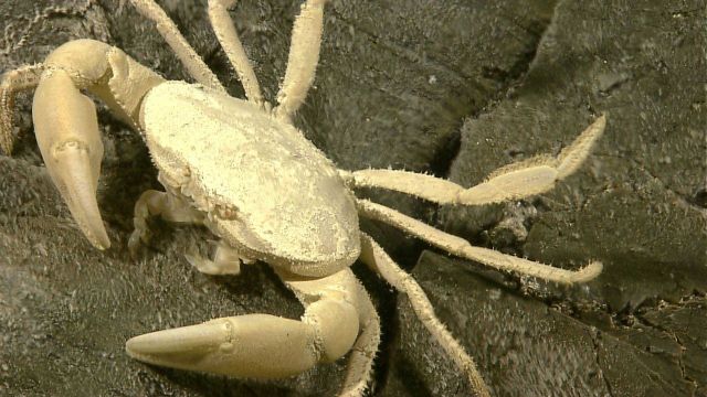 A Brachyuran crab rests on rock near a site of diffused venting Picture