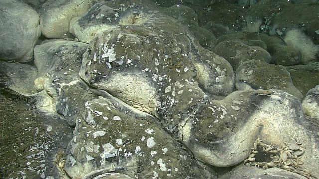 Agglomeration of white brachyuran crabs on outskirts of vent field Picture