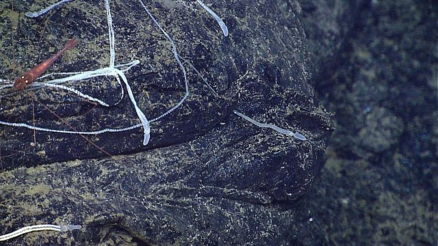 Spaghetti worms and a large red shrimp on a basalt rock surface Picture