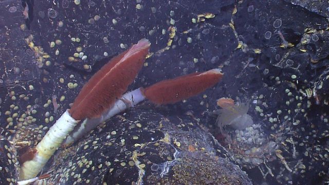 Image dominated by two large Riftia pachyptila tube worms with a large anemone in right bottom center, a few siblonogid worms on bottom right, many gr Picture