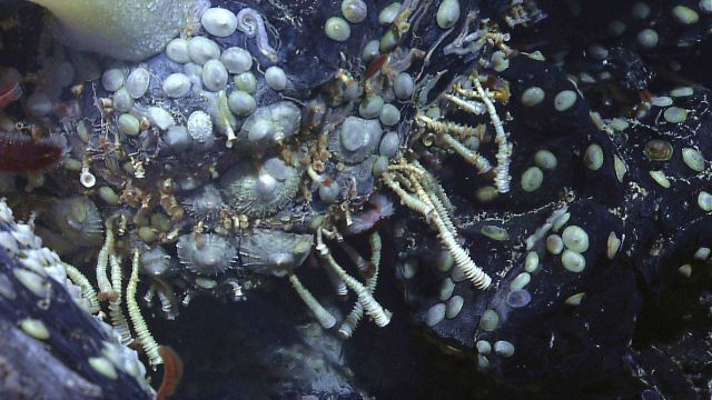Siboglinid tube worms, perhaps a species not observed before on the Galapagos Rift, were found at Tempus Fugit vent field Picture