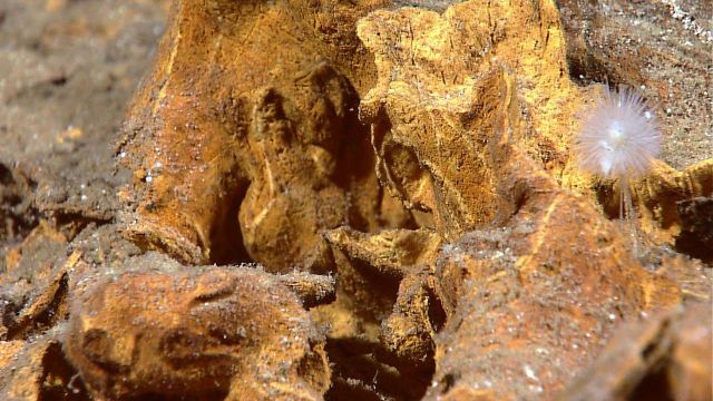Yellow sulfites? bacterial material covering rock? and a white tube worm. Picture