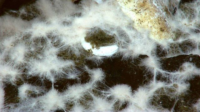 Microbial and sponge material were found in pockets in the active portion of the Tempus Fugit vent field (live clam at center). Picture