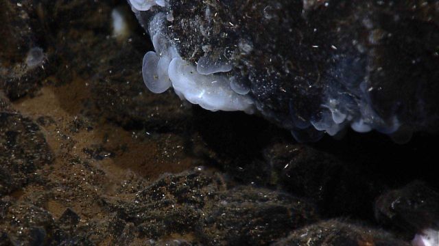 A gelatinous mass of bacteria growing near a vent site. Picture