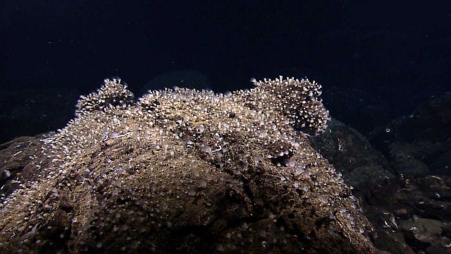 Carpets of small (inch-long) anemones covered rock faces adjacent to the active venting in the Tempus Fugit vent field. Picture