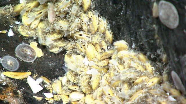 Closeup of mussels with siphons extended for feeding Picture