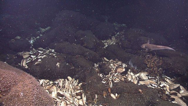 Extensive beds of the giant clam Calyptogena magnifica were found in in abundance at Tempus Fugit vent field Picture