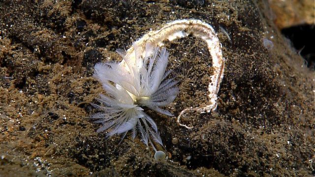 Large white feather duster worm. Picture