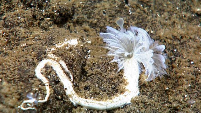 Large white feather duster worm. Picture