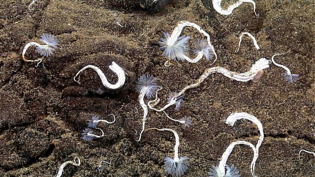 Aggregation of large white feather duster worms Picture