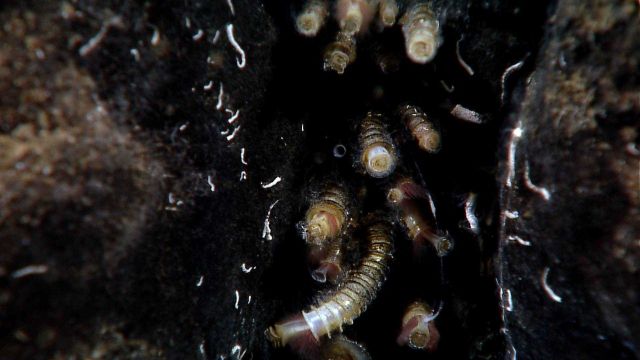 Small white tube worms with siblonogid tube worms. Picture