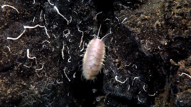 Polychaete diversity; a scale worm clings to rock also inhabited by smaller feather duster worms. Picture