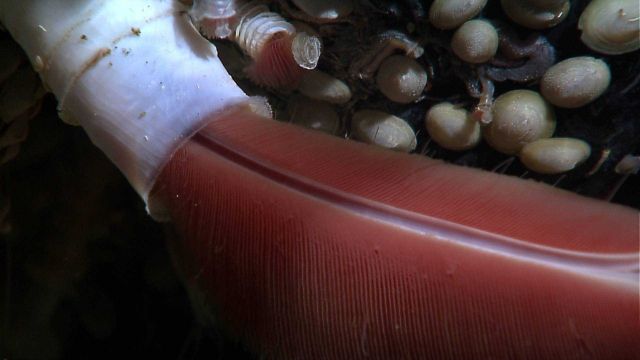 Close-up of the 'plume' extending out of a Riftia pachyptila hard tube Picture