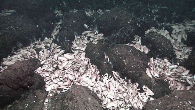 Clambed with many dead clams amongst pillow lavas Picture