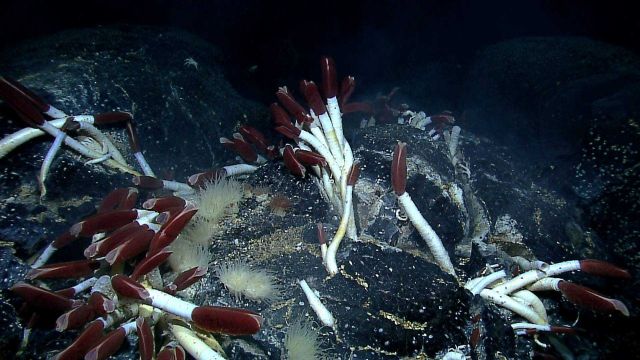 One of the largest concentrations of Riftia observed, with anemones and mussels colonizing in close proximity. Picture