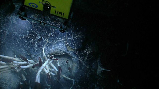 Little Herc over an assemblage of Riftia tube worms. Picture