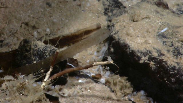Two species of tube worms seen through shimmering hot venting water Picture