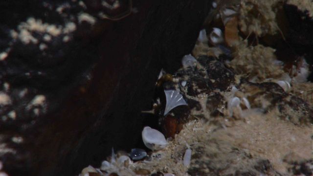 These small shells were seen throughout most of the area often times collecting in the bottom of holes and depressions. Picture