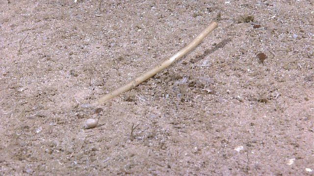 A fairly large tubeworm with a white gastropod shell in the left foreground. Picture