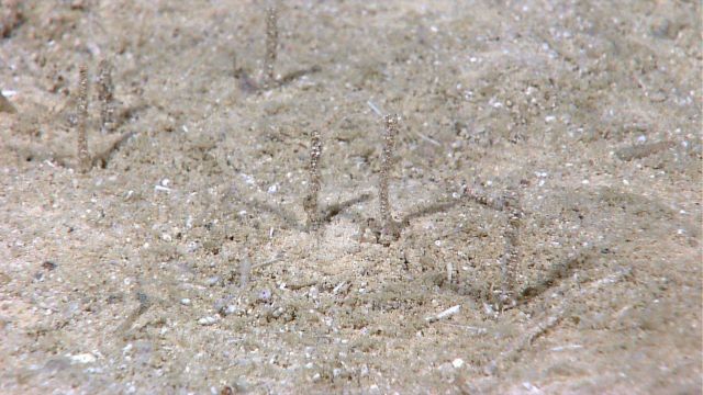 Small tubeworms protruding from a sandy bottom. Picture