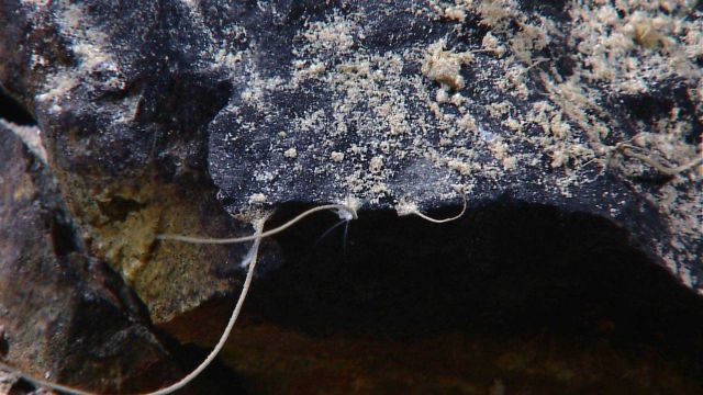 Tube worms with shrimp? on rock outcrop. Picture