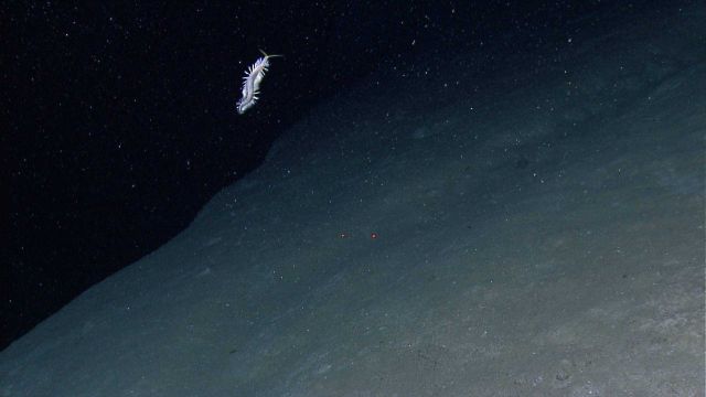 A swimming polychaete worm? Picture