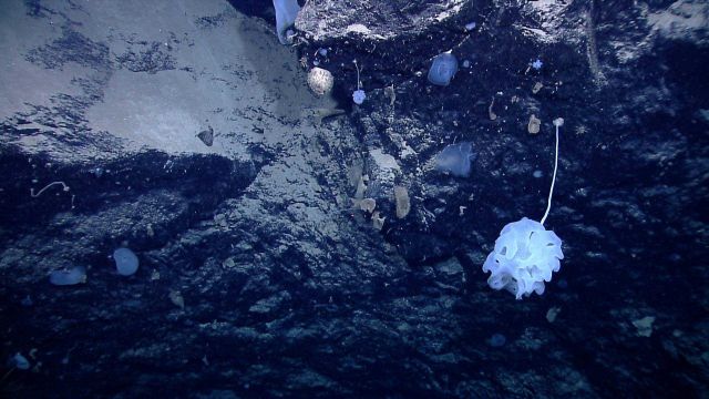 Stalked white hexactinellida sponge Picture