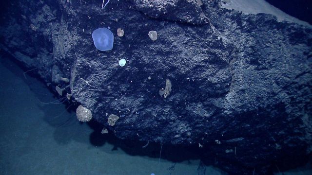 Hexactinellida sponges growing on rock face Picture