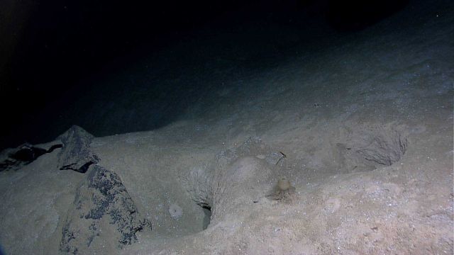 Hexactinellida sponge growing on sediment bridge between two large holes Picture