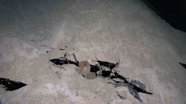 Brown sponge growing from junction of sediment-rock interface Picture