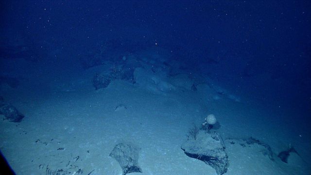 Large globular melon sponge Picture