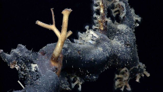 Anemones? zooanthids? on what seems to be a very large dead coral branch in an area with little biota. Picture