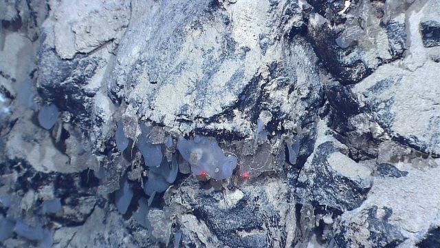 Small translucent sponges on rock wall Picture