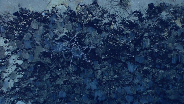 Small translucent sponges on rock wall and small bamboo coral Picture