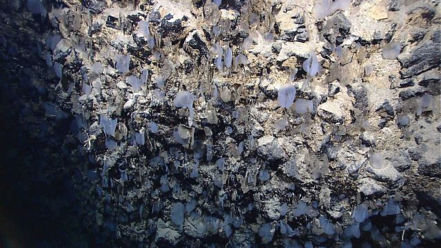 Small translucent sponges on rock wall Picture