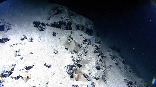 Sponges adhering only to rock surfaces on mostly sediment covered rock wall. Picture