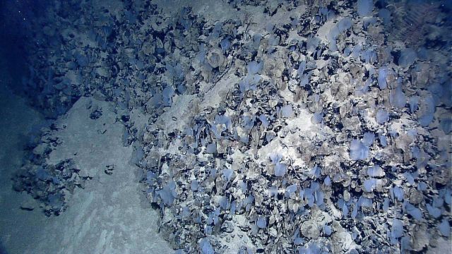 Sponges adhering only to rock surfaces on mostly sediment covered rock wall. Picture