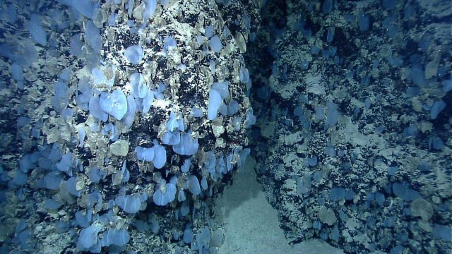Sponges adhering only to rock surfaces on mostly sediment covered rock wall on opposite sides of crevice. Picture