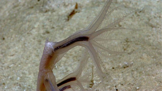 Alcyonacean Anthomastus sp Picture